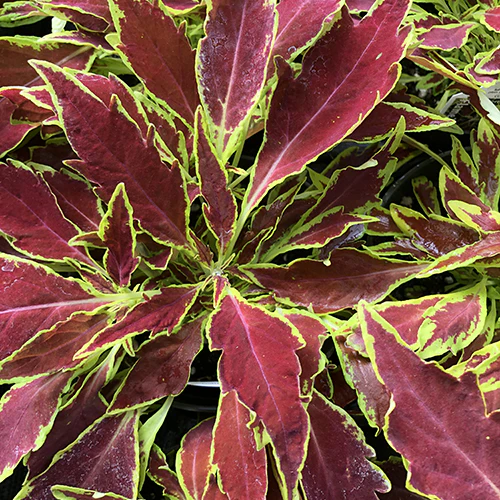 Coleus Flame Thrower™ Serrano 4"