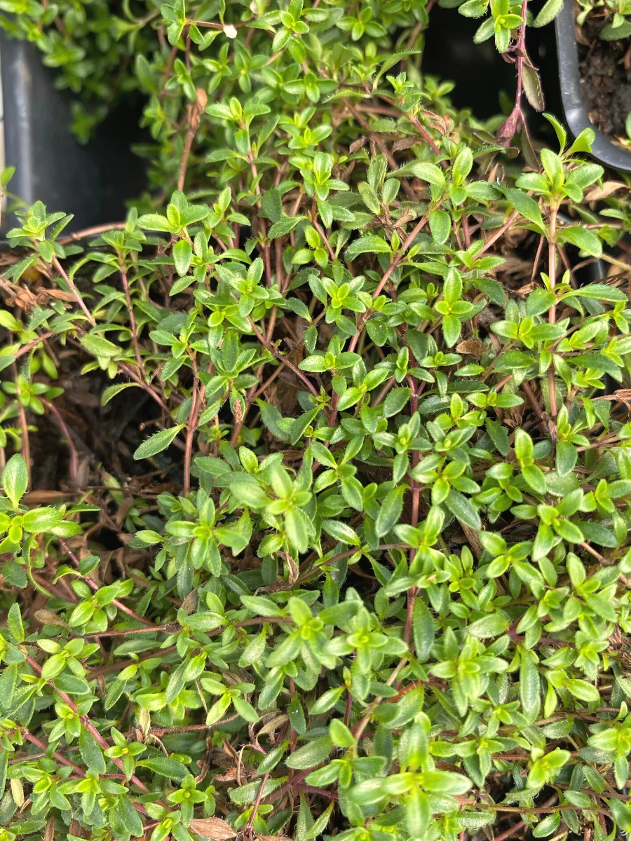 Creeping Red Thyme 4"