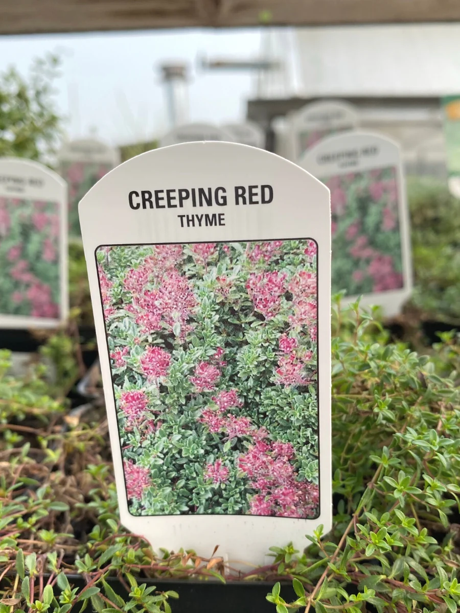 Creeping Red Thyme 4" - Image 2