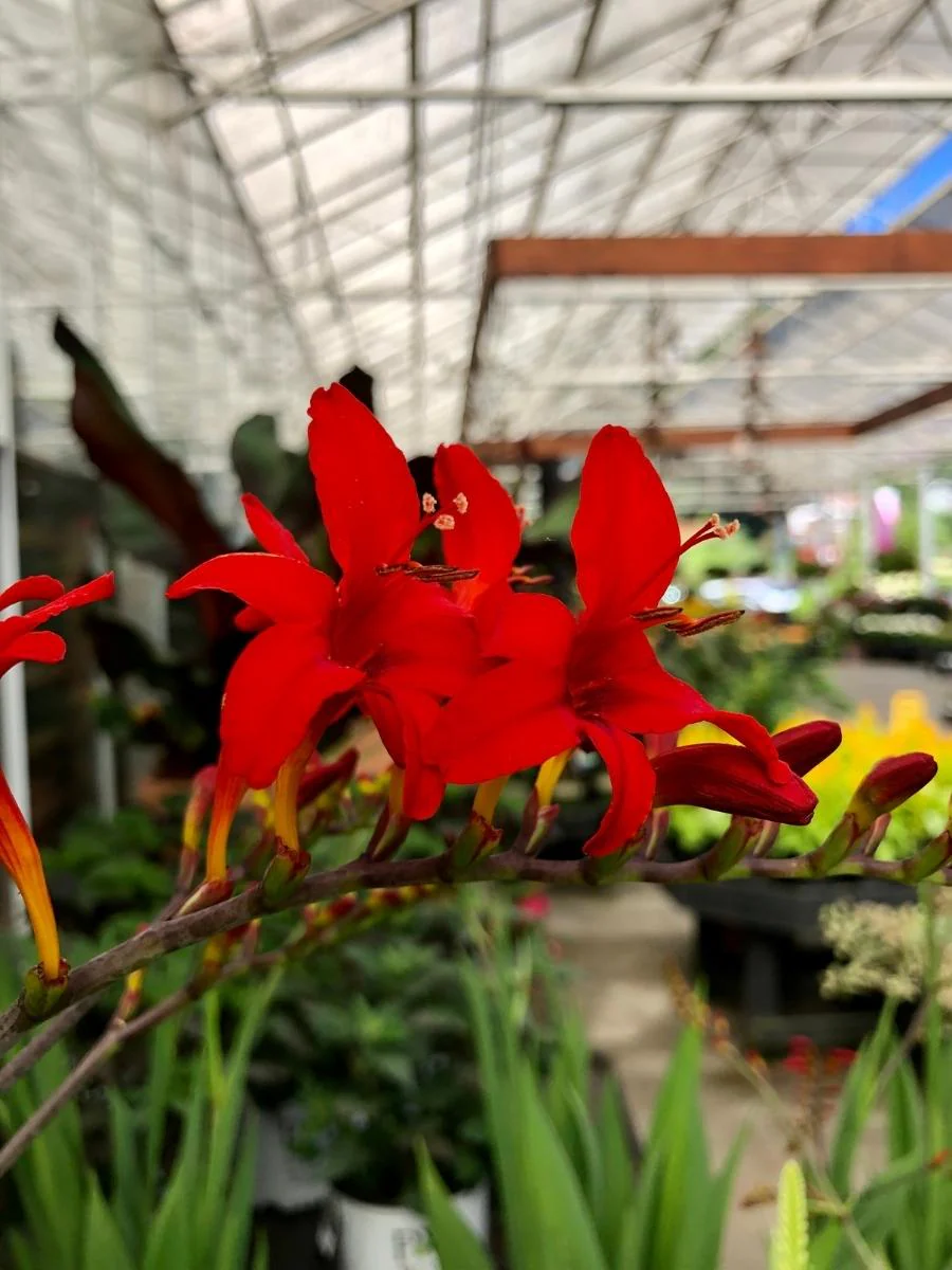 Crocosmia 'Lucifer' 1G - Image 3