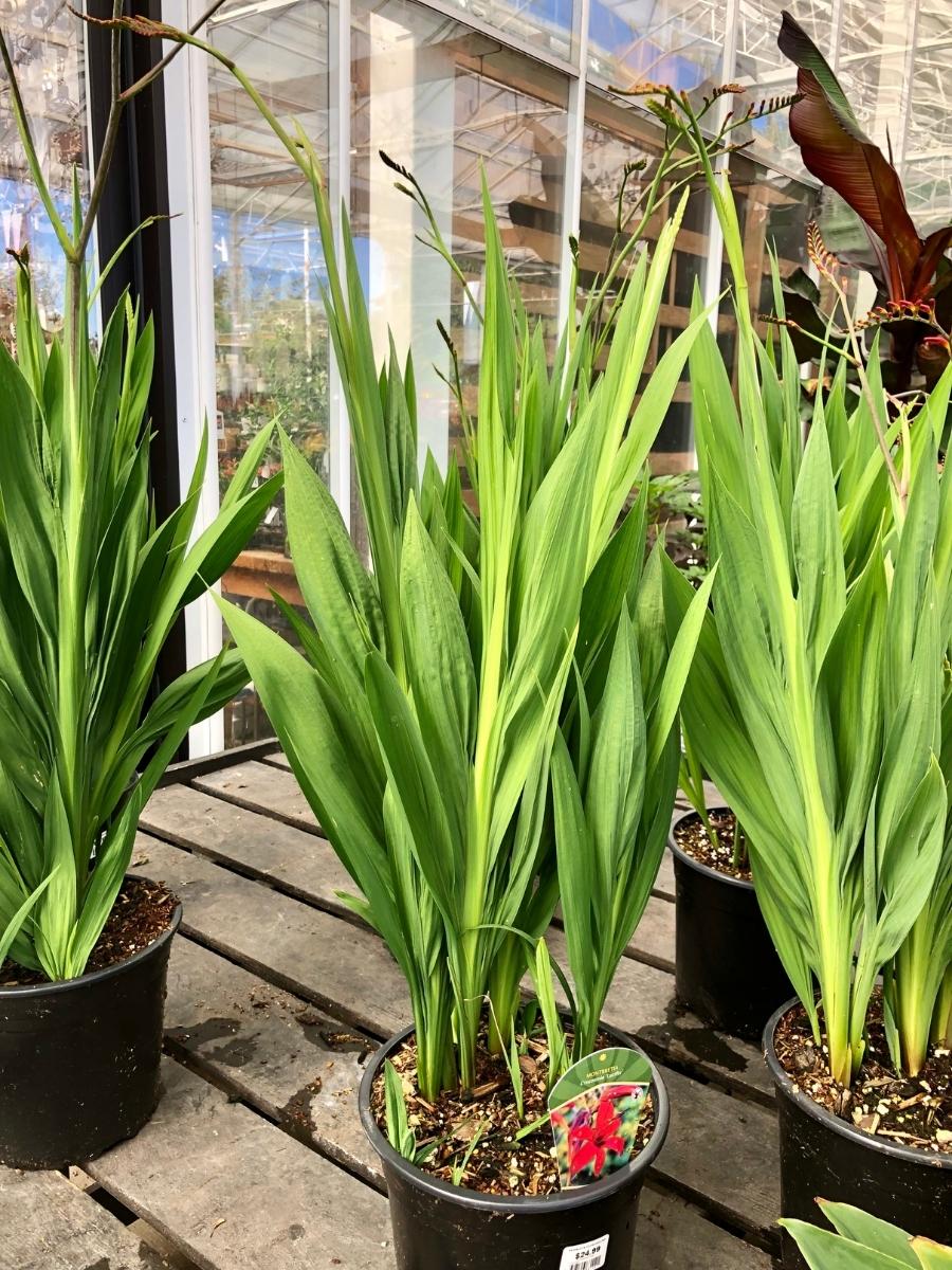 Crocosmia 'Lucifer' 1G - Image 4