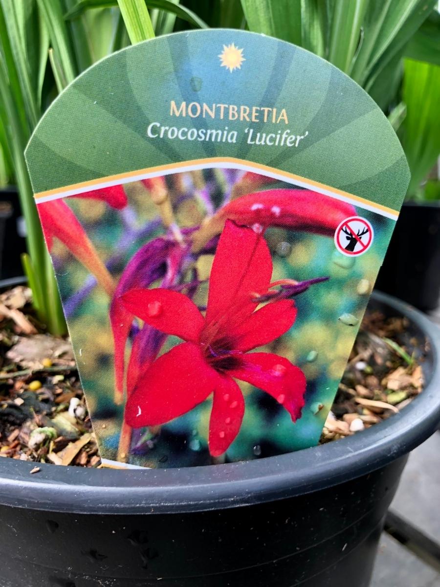 Crocosmia 'Lucifer' 1G - Image 5