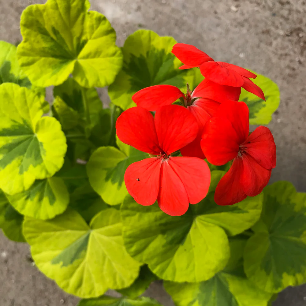 Geranium | Fancy Leaf Crystal Palace 4''