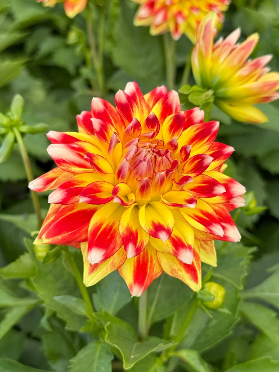 Dahlia Hypnotica 'Candy Corn' 1G