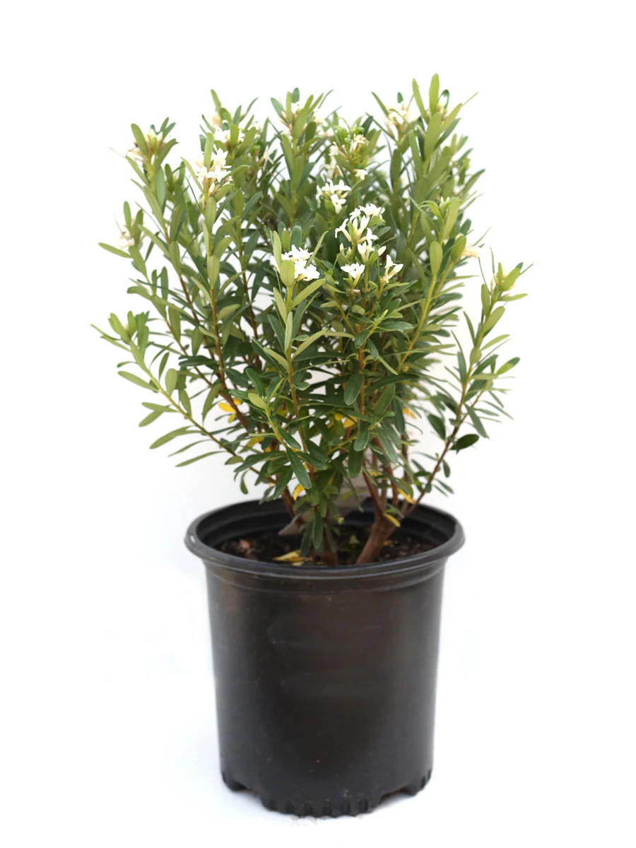 Daphne Eternal Fragrance - Image 3