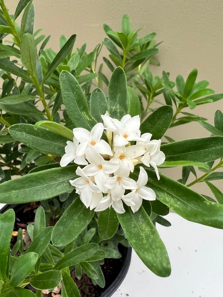 Daphne Eternal Fragrance - Image 4