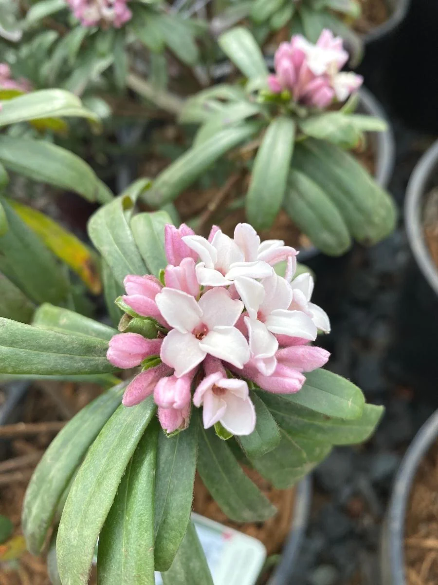 Daphne Eternal Fragrance - Image 5