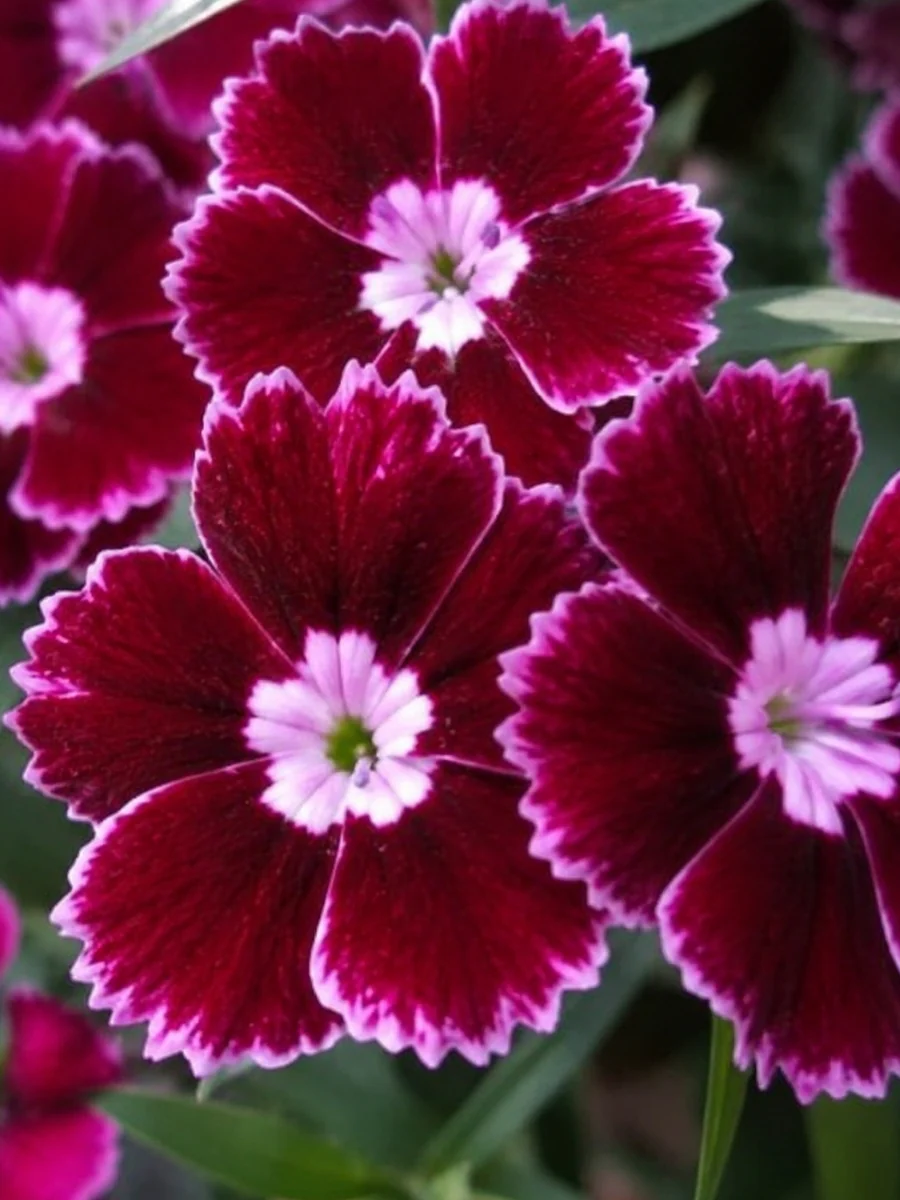 Dianthus 'Everlast Ruby Edge' Qt.