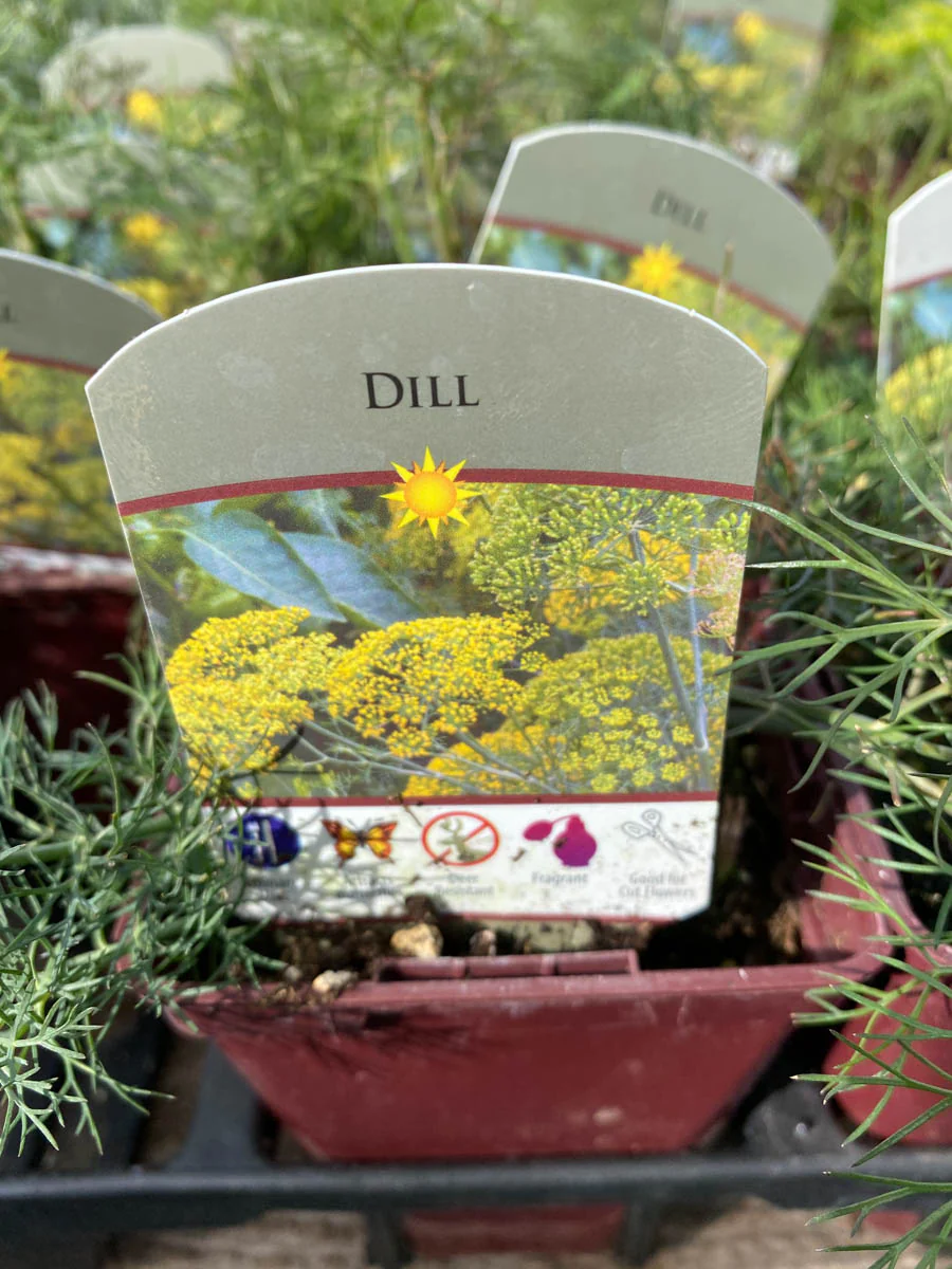 Dill 4"