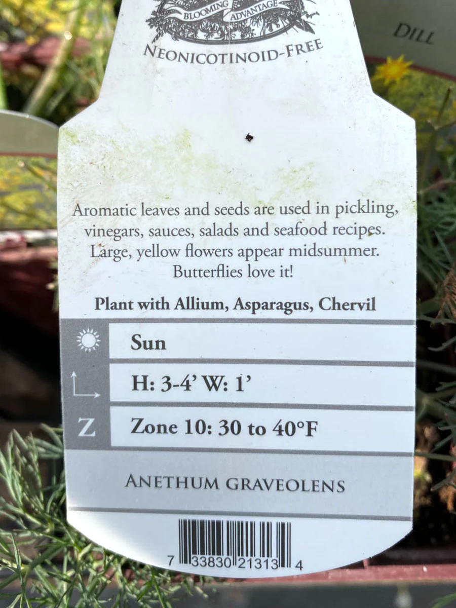 Dill 4" - Image 2