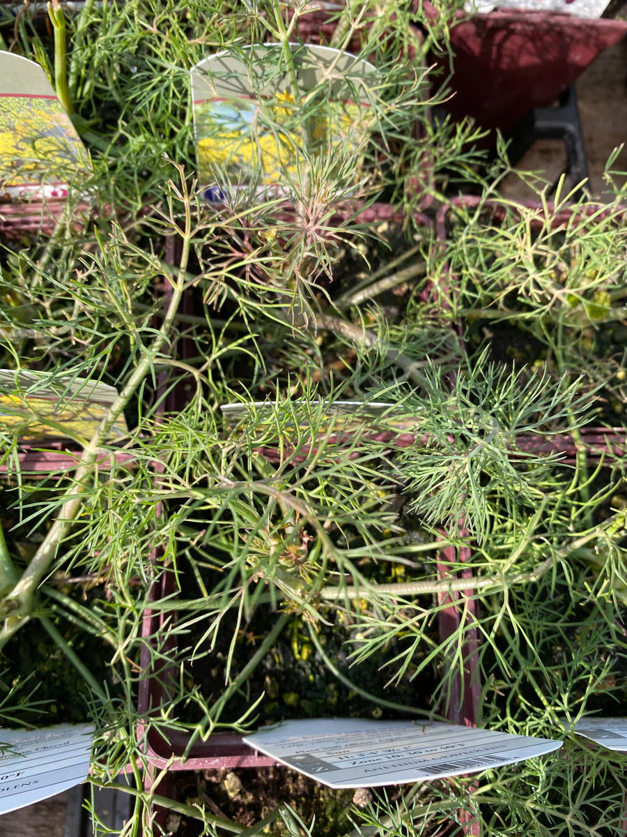 Dill 4" - Image 3