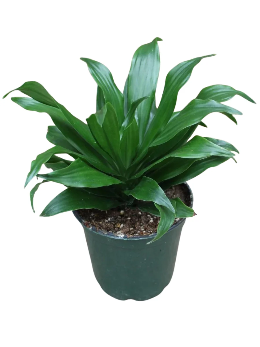 Dracaena Janet Craig - Image 3