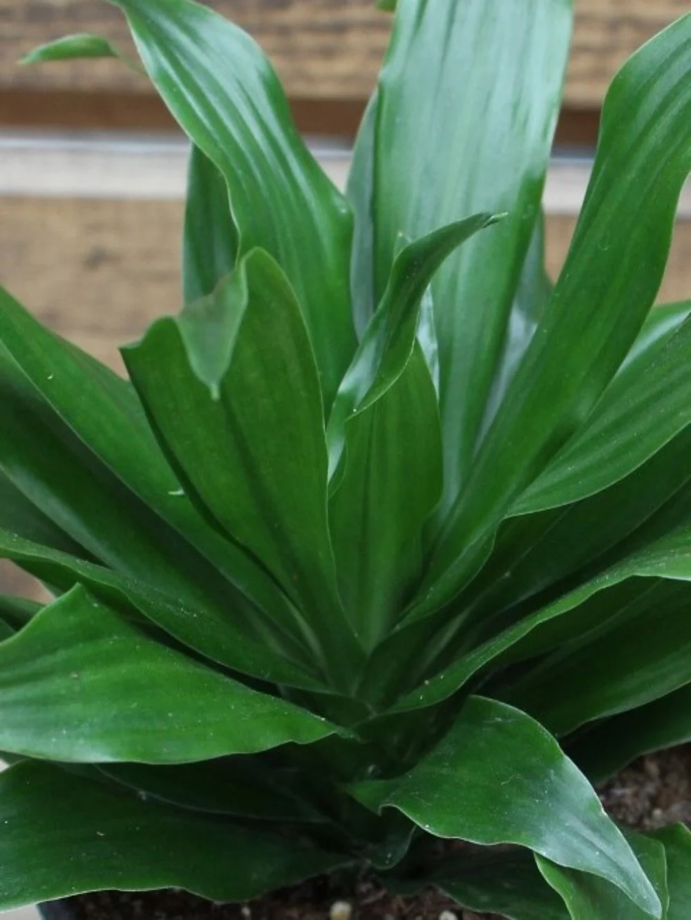 Dracaena Janet Craig - Image 4