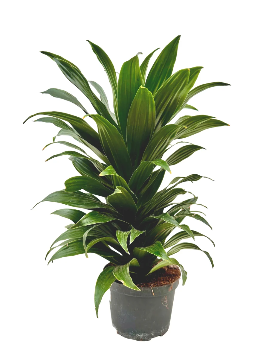 Dracaena Janet Craig - Image 5