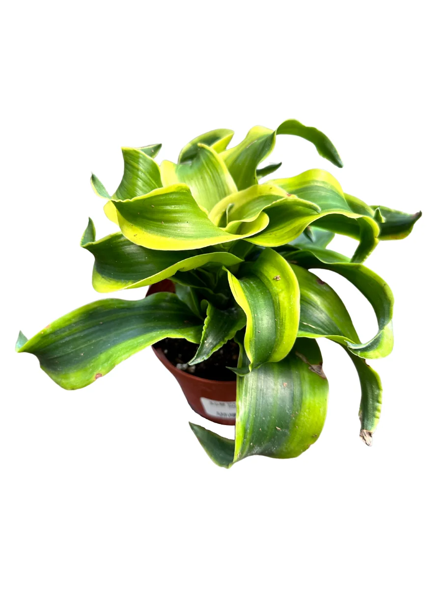 Dracaena 'Tornado' - Image 3