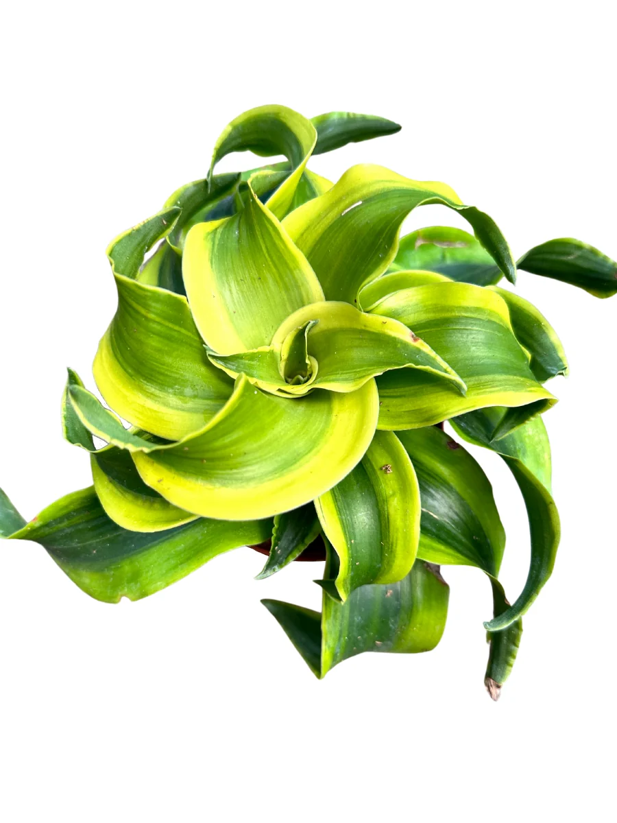 Dracaena 'Tornado' - Image 4