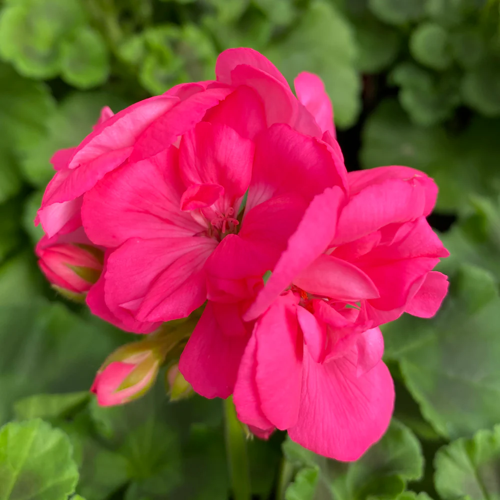 Geranium | Dynamo™ Hot Pink 4"