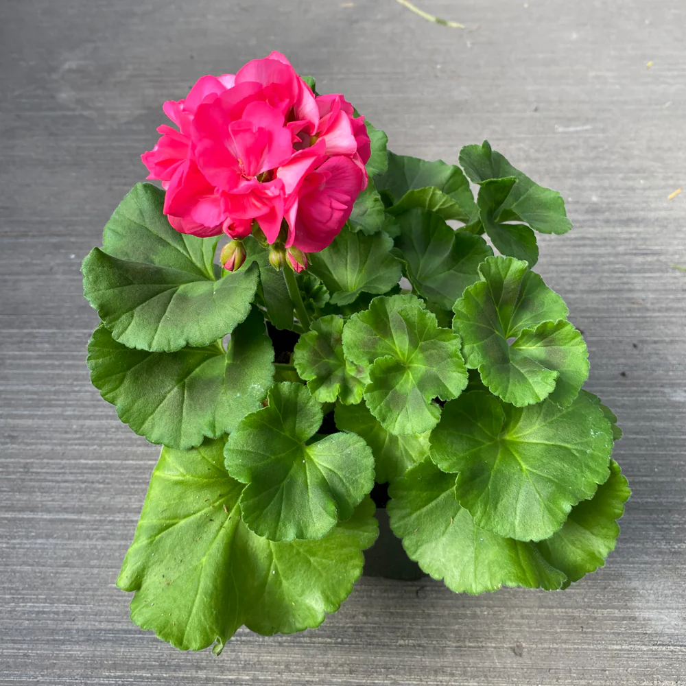 Geranium | Dynamo™ Hot Pink 4" - Image 2