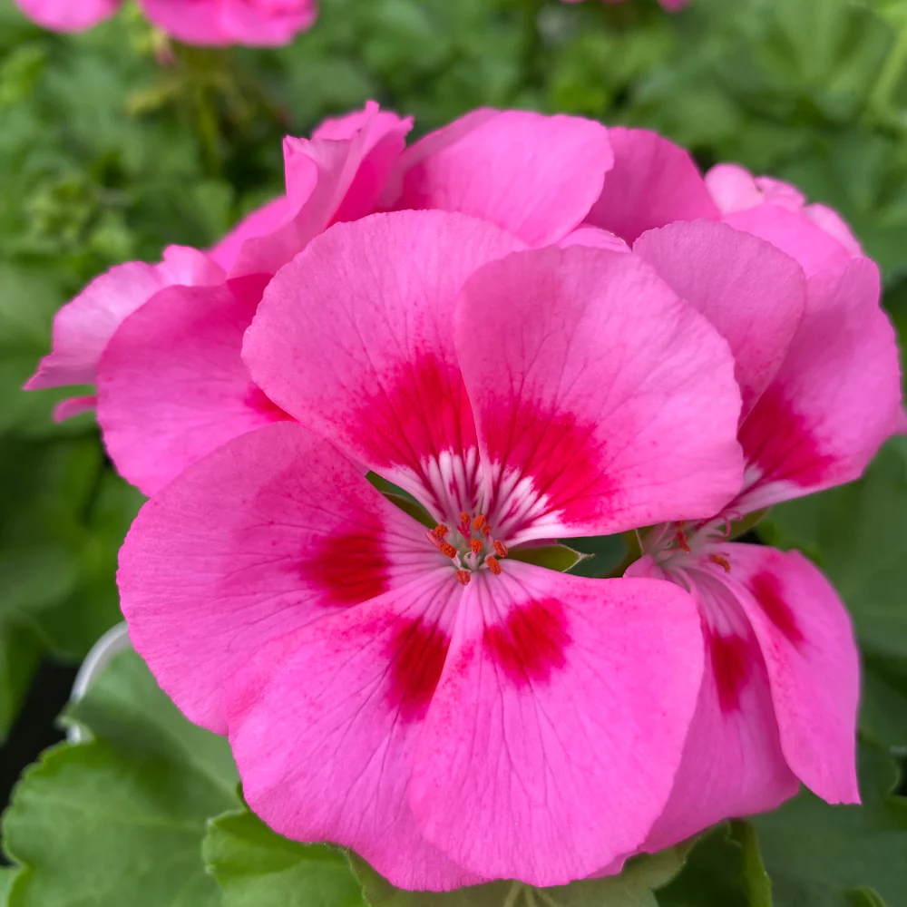 Geranium | Dynamo™ Pink Flare 4"