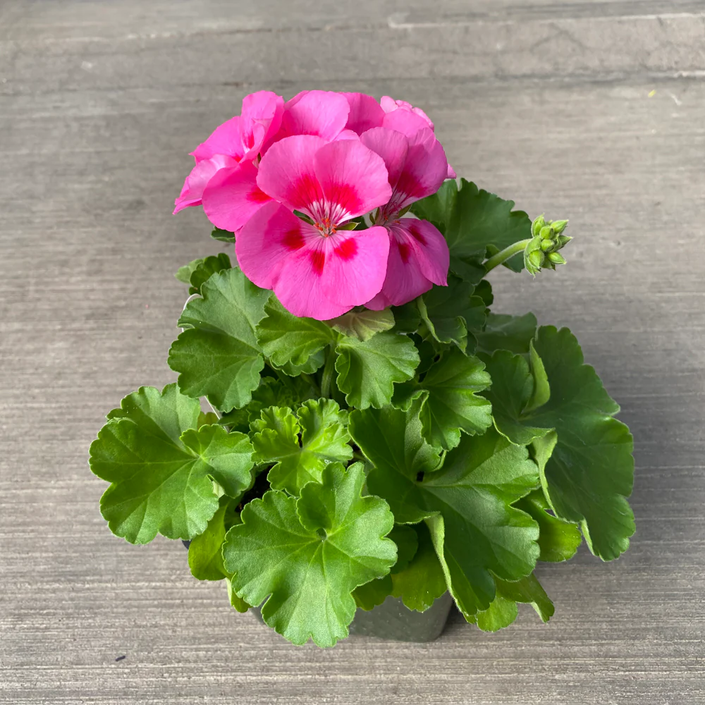 Geranium | Dynamo™ Pink Flare 4" - Image 2