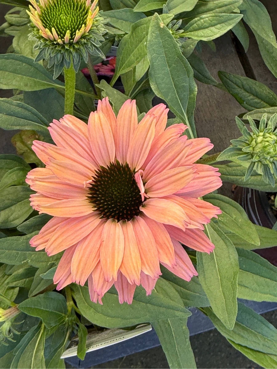 Echinacea Sunseekers™ Rainbow 1G - Image 3