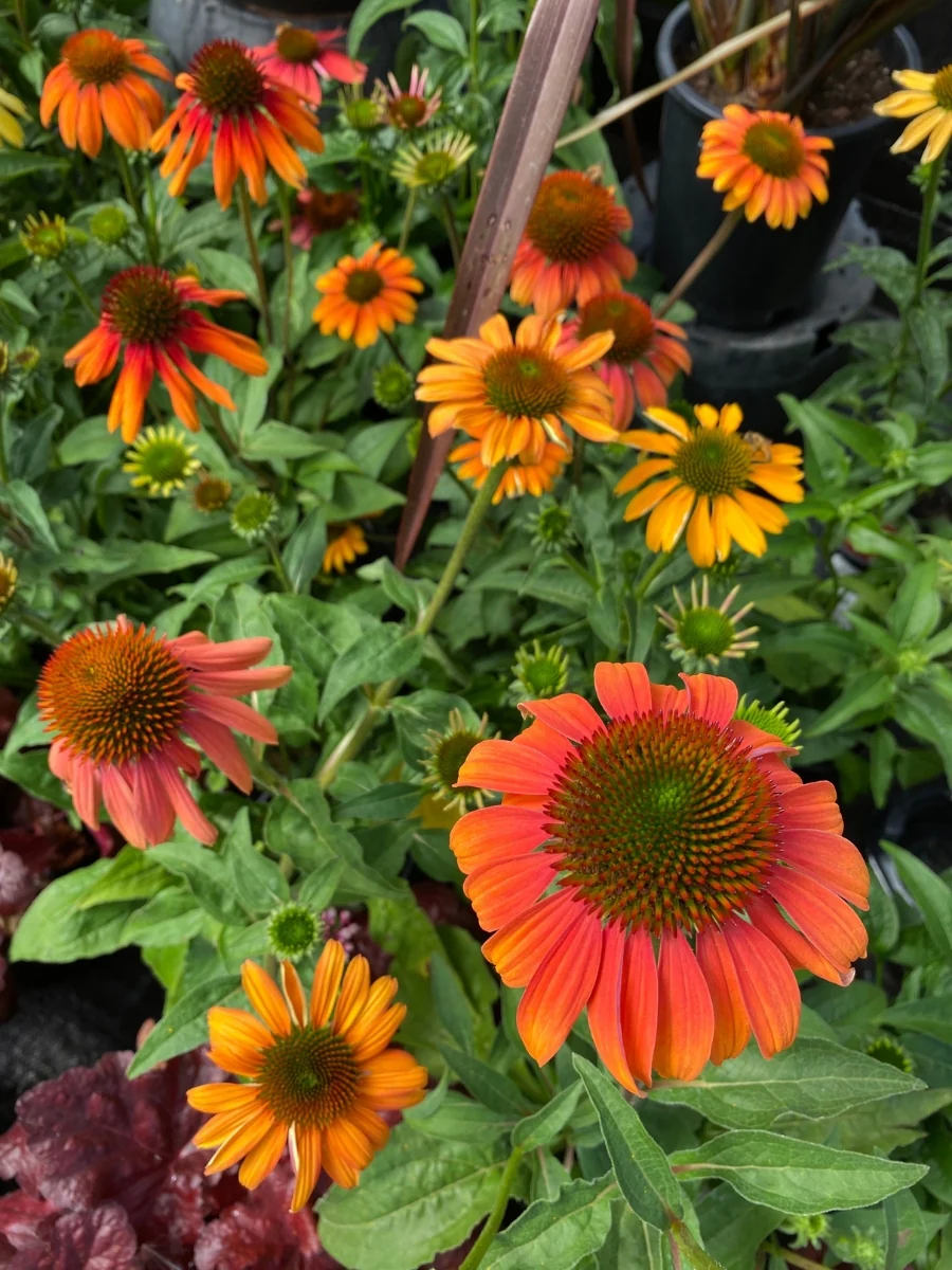 Echinacea 'Cheyenne Spirit' 1G - Image 3