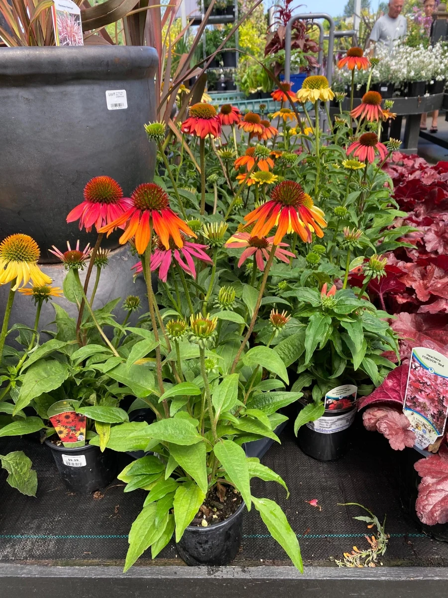 Echinacea 'Cheyenne Spirit' 1G - Image 4