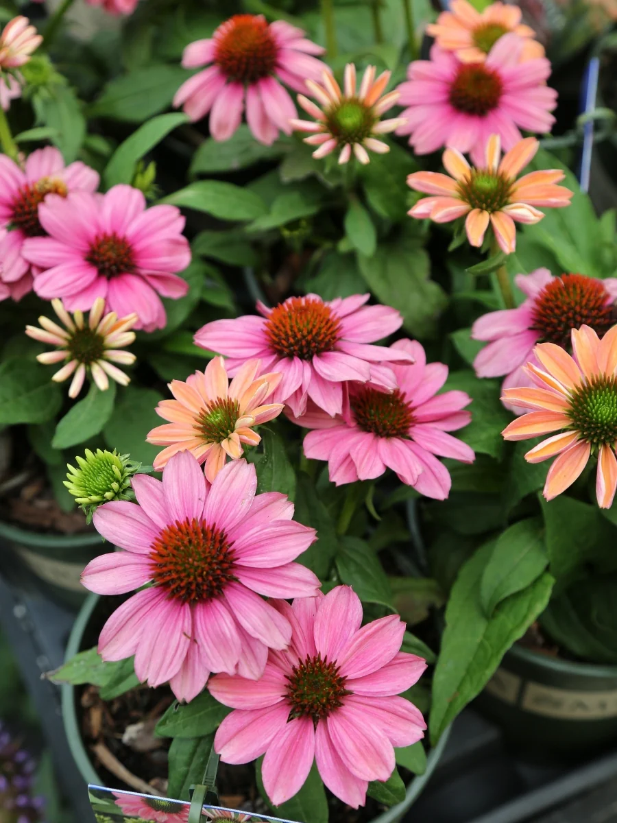 Echinacea Evolution™ Colorific™ 1G