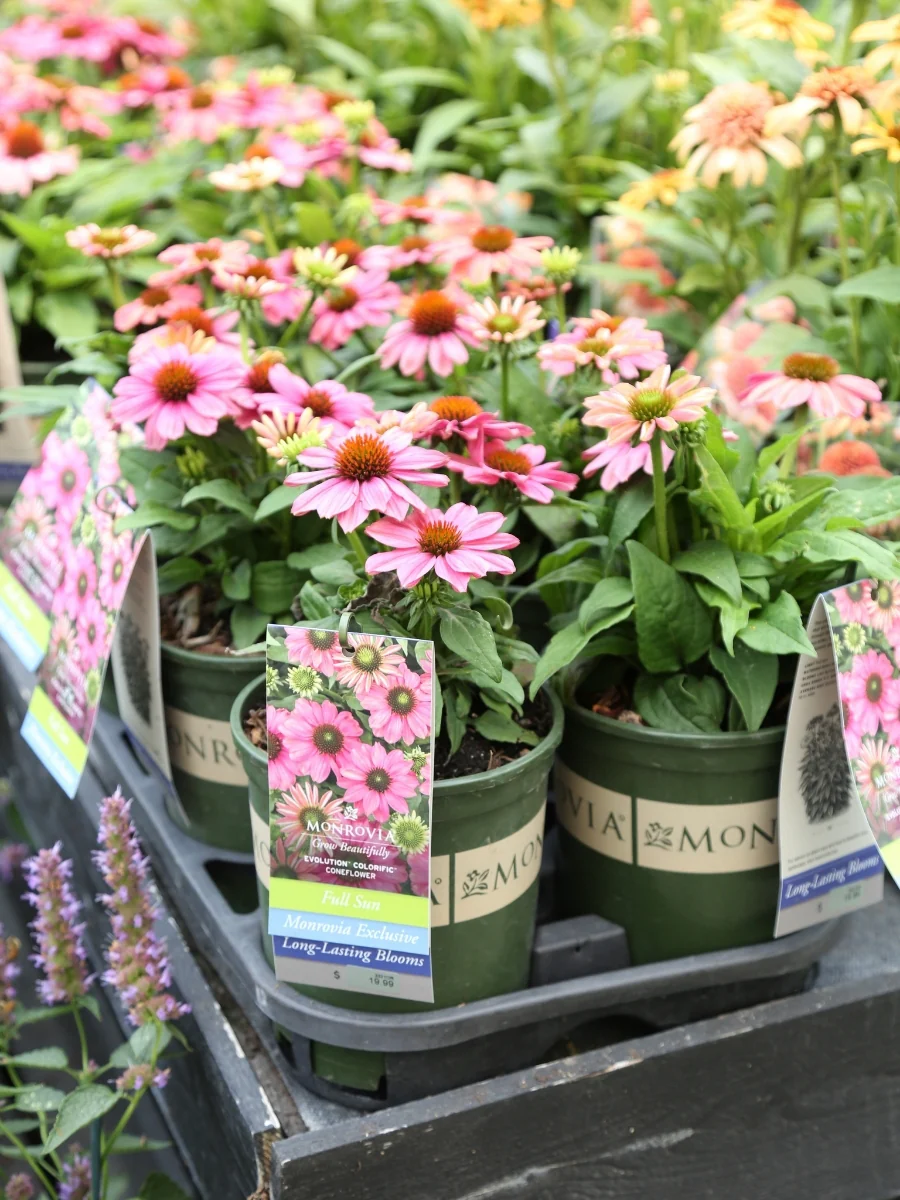 Echinacea Evolution™ Colorific™ 1G - Image 2