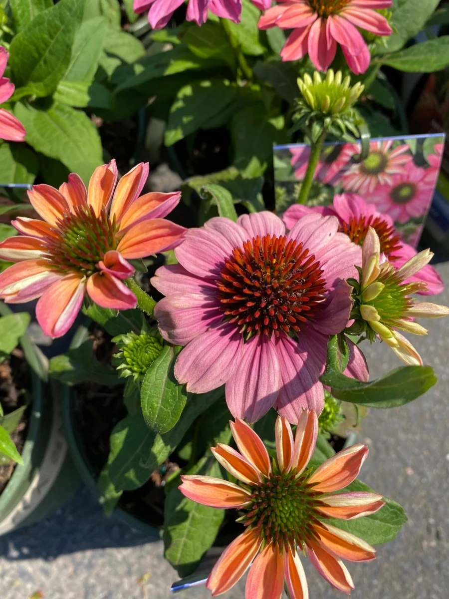 Echinacea Evolution™ Colorific™ 1G - Image 3