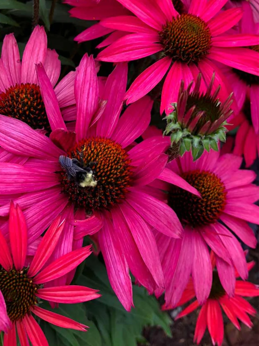 Echinacea 'Glowing Dream' 1G