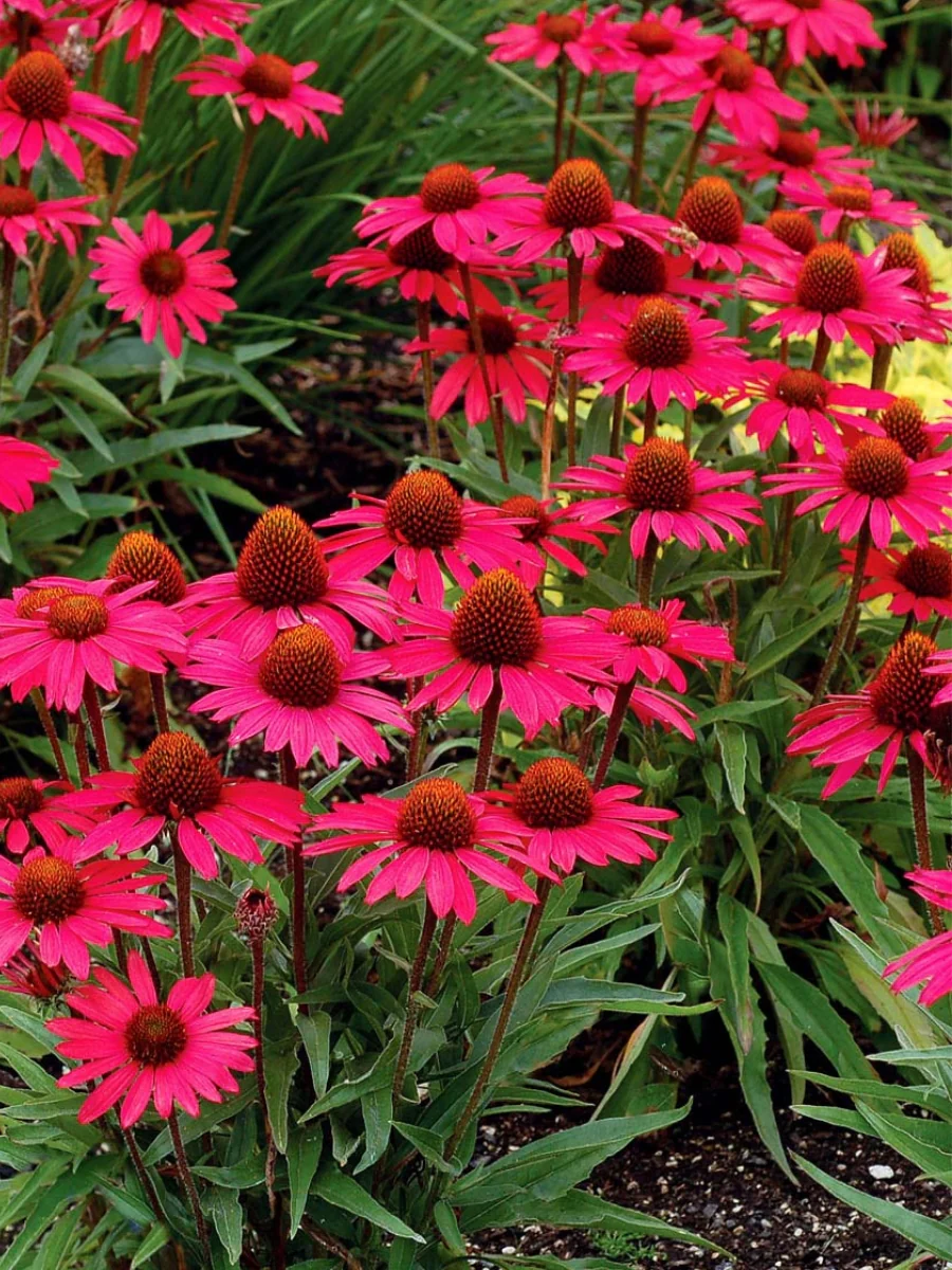 Echinacea 'Glowing Dream' 1G - Image 2