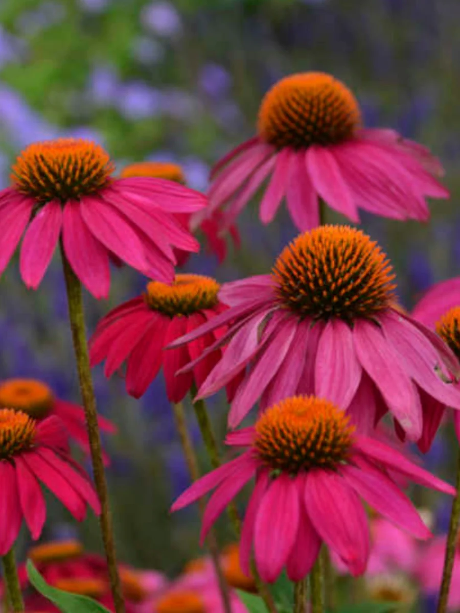 Echinacea PowWow® 'Wild Berry'