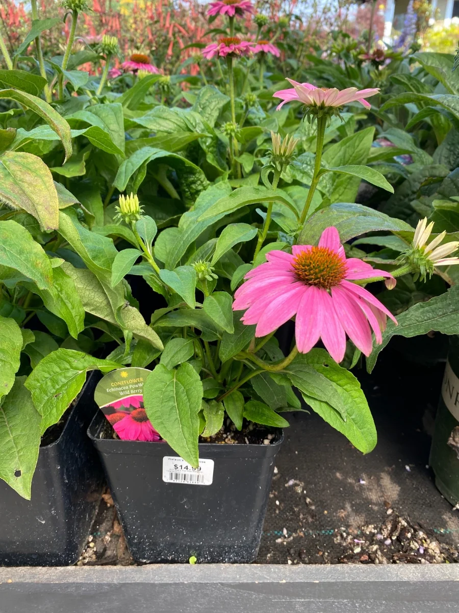Echinacea PowWow® 'Wild Berry' - Image 2