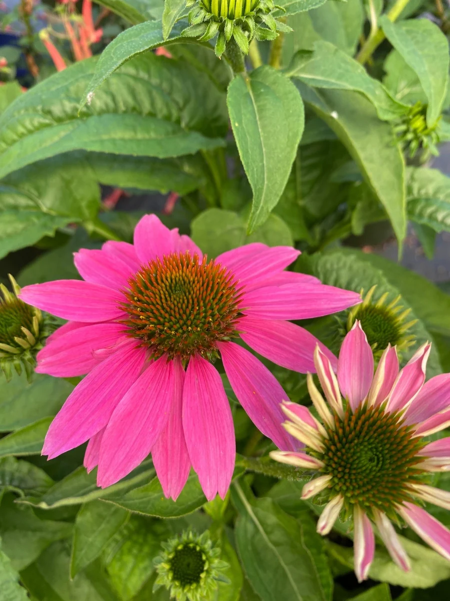 Echinacea PowWow® 'Wild Berry' - Image 3