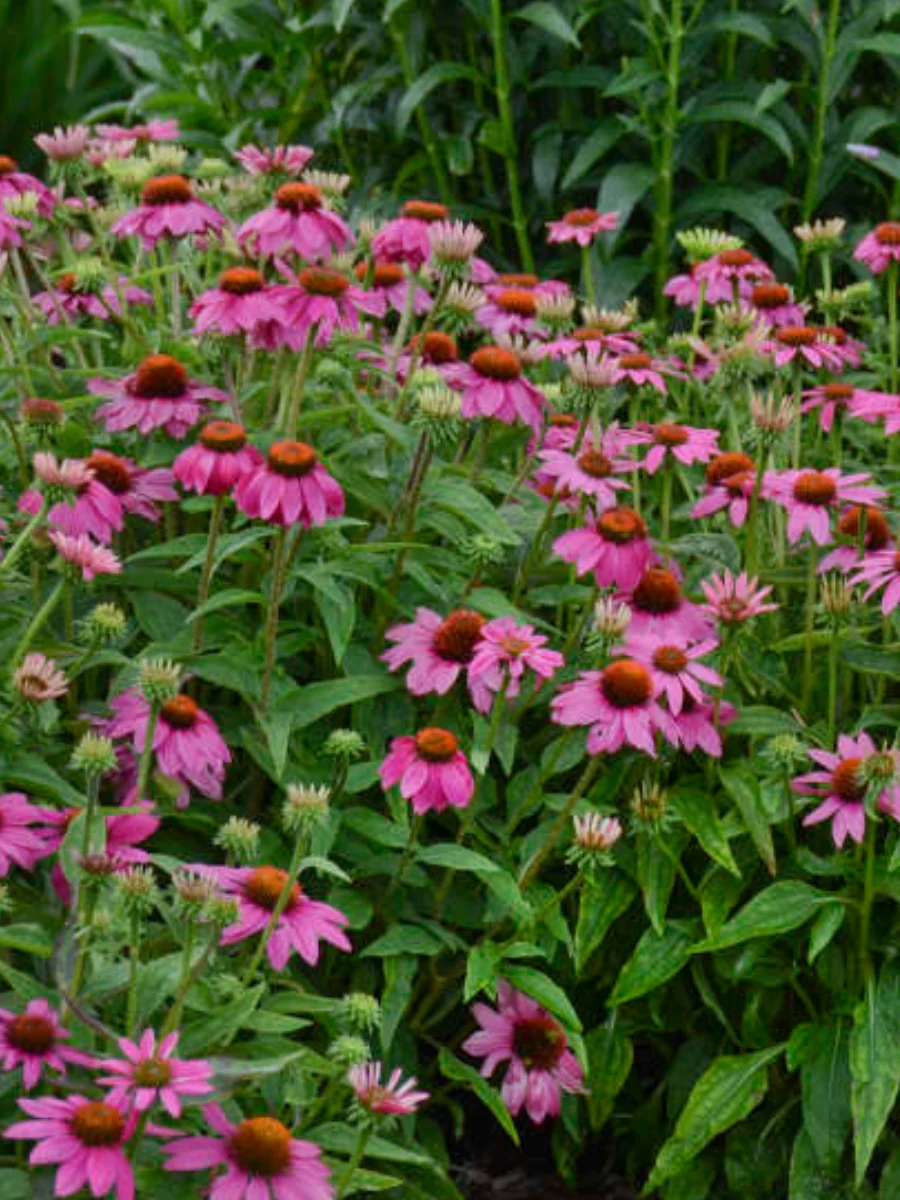 Echinacea PowWow® 'Wild Berry' - Image 4