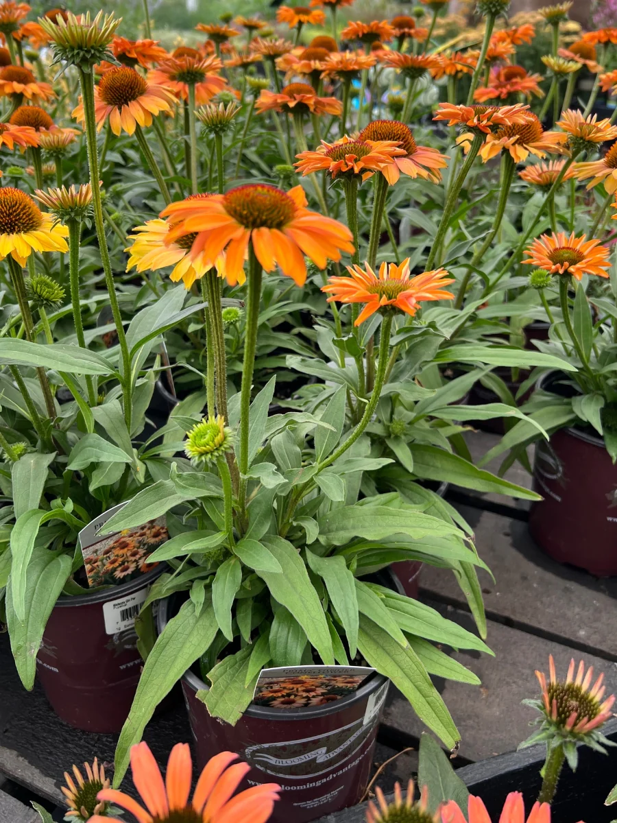 Echinacea Prima™ 'Ginger' 1G - Image 2