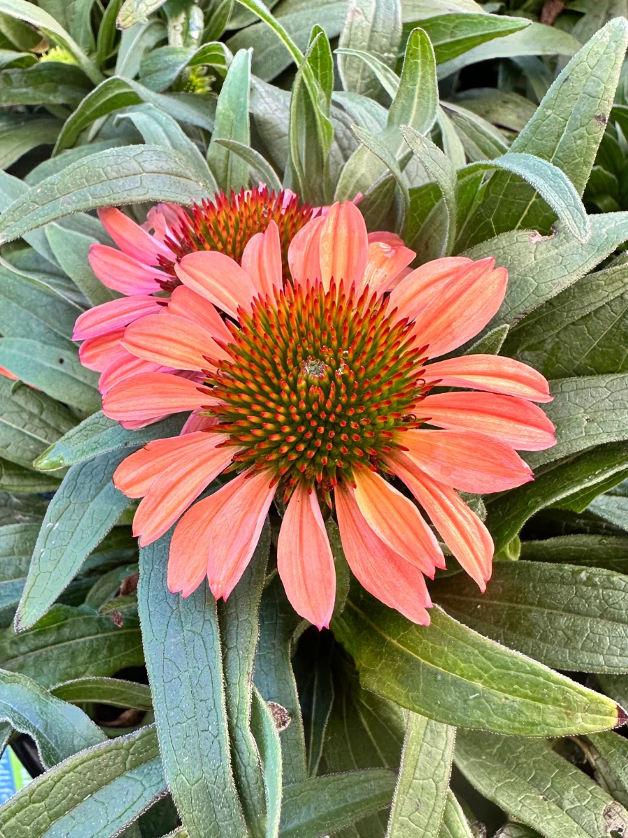 Echinacea Prima™ 'Ginger' 1G - Image 3