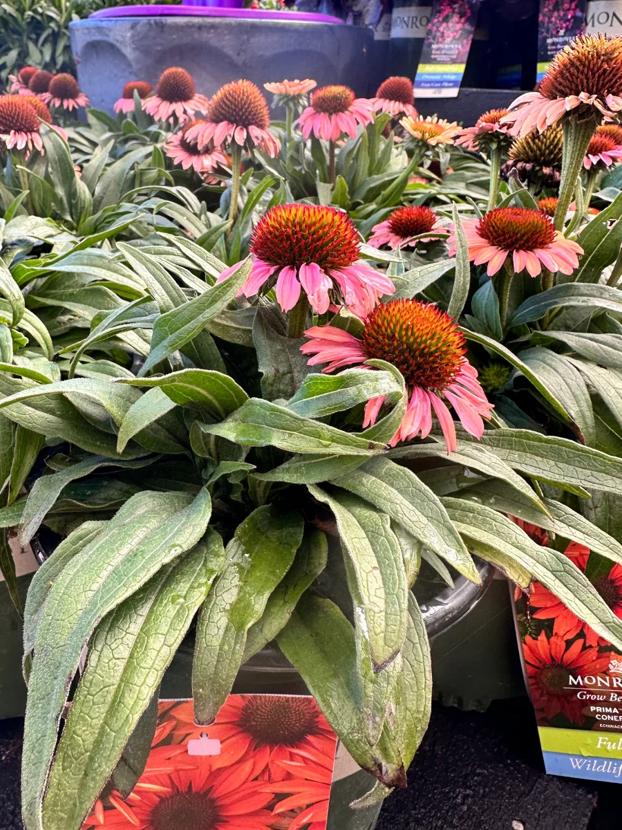 Echinacea Prima™ 'Ginger' 1G - Image 4