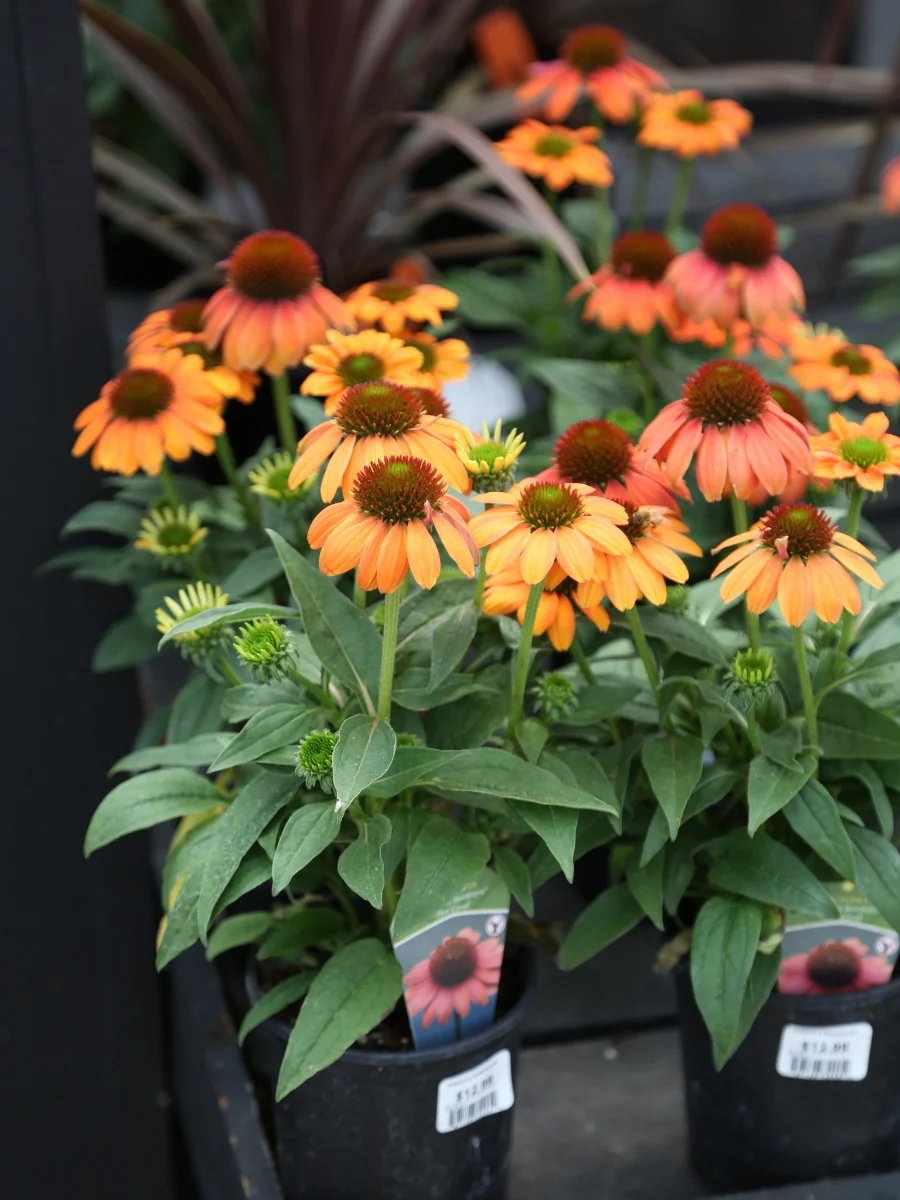 Echinacea Sombrero® 'Hot Coral' 1G - Image 3