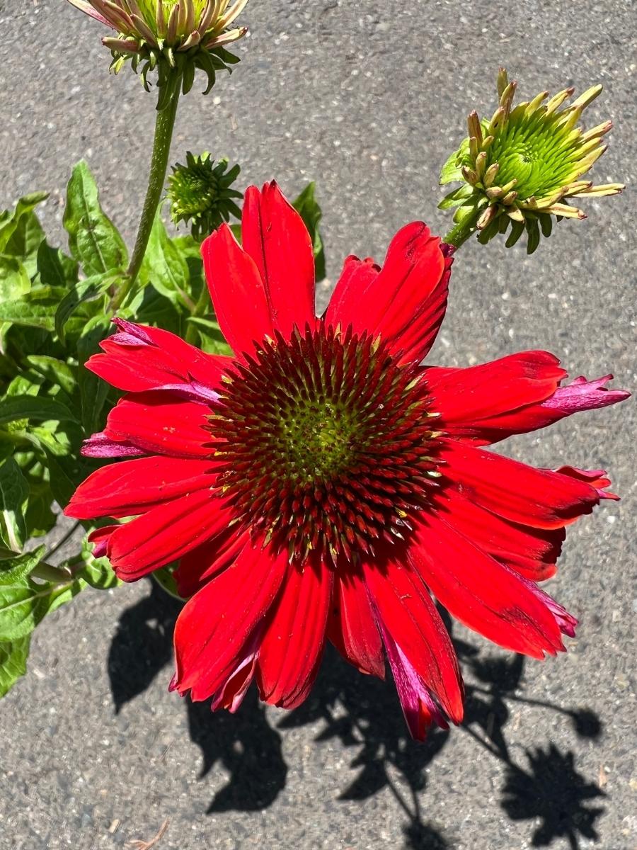 Echinacea Sombrero® 'Salsa Red' - Image 2