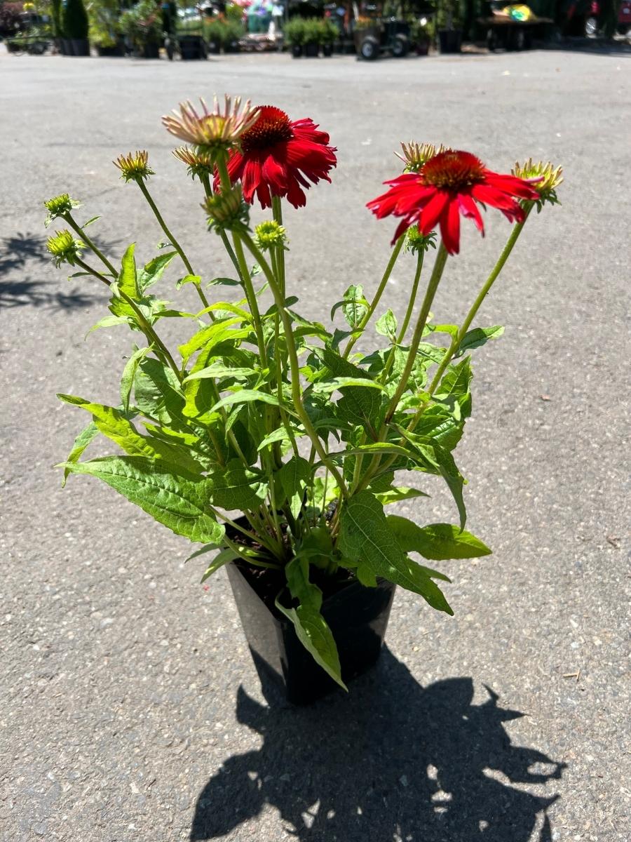 Echinacea Sombrero® 'Salsa Red' - Image 3