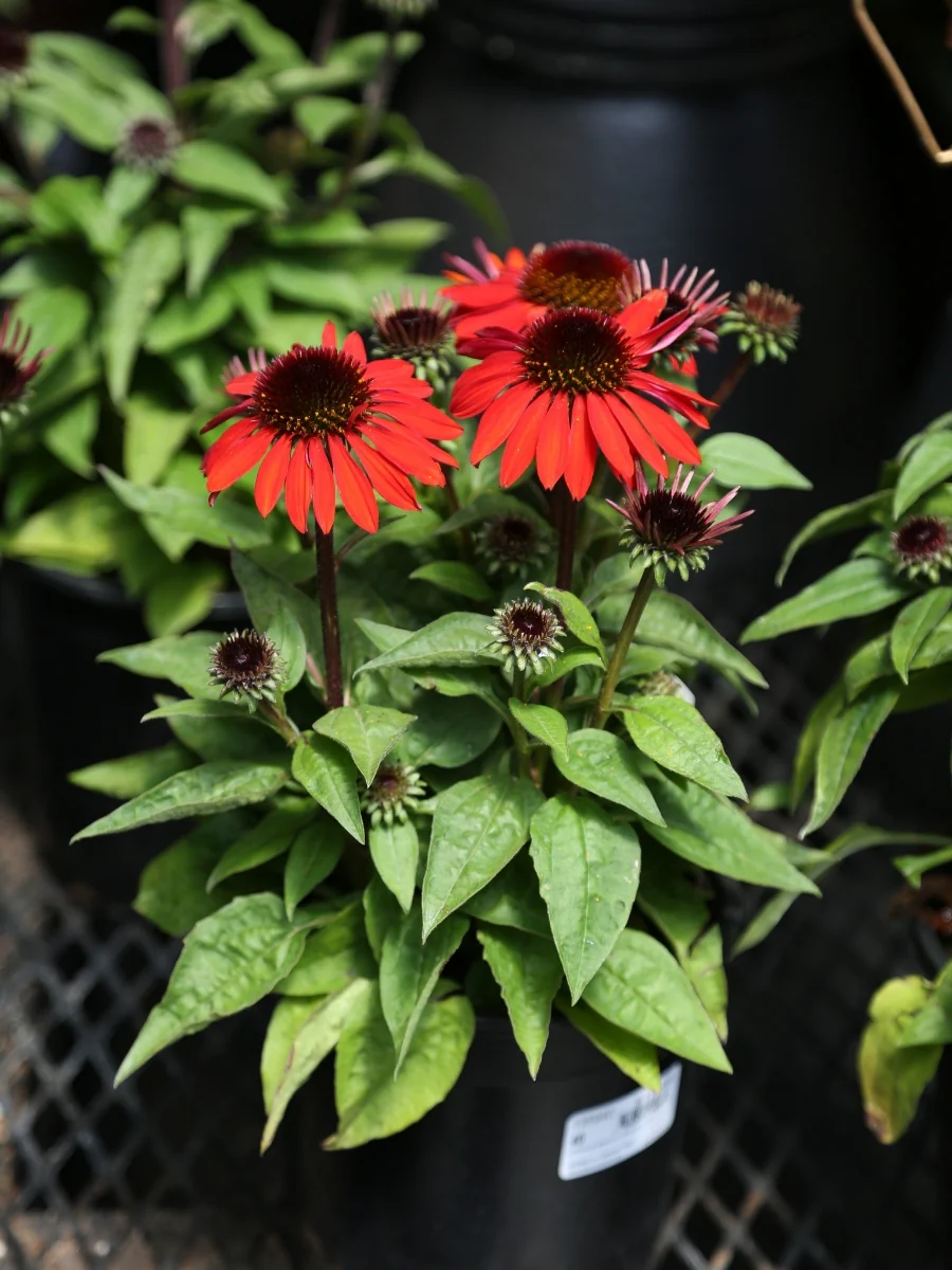 Echinacea Sombrero® 'Sangrita' - Image 3