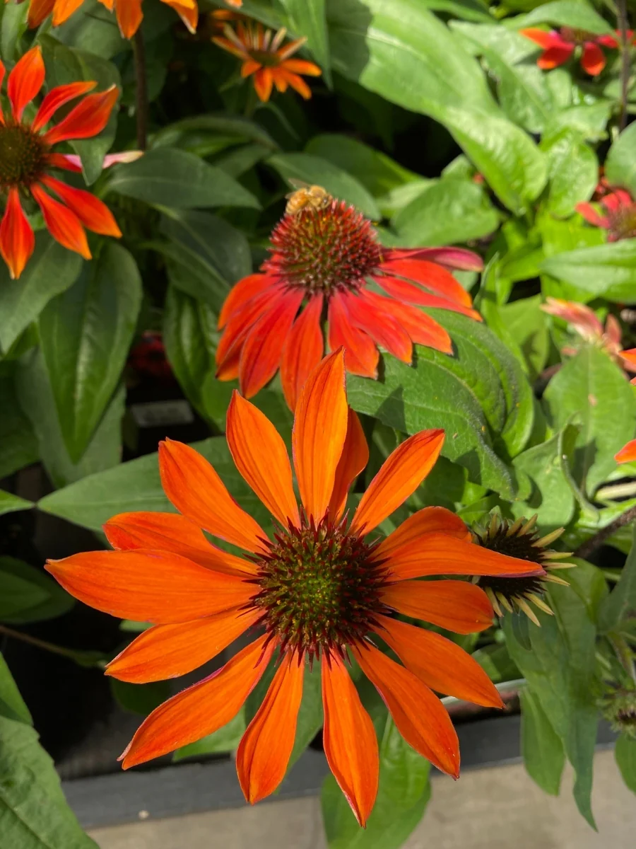 Echinacea Sombrero® 'Sangrita' - Image 4