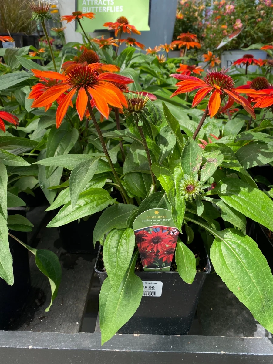Echinacea Sombrero® 'Sangrita' - Image 5