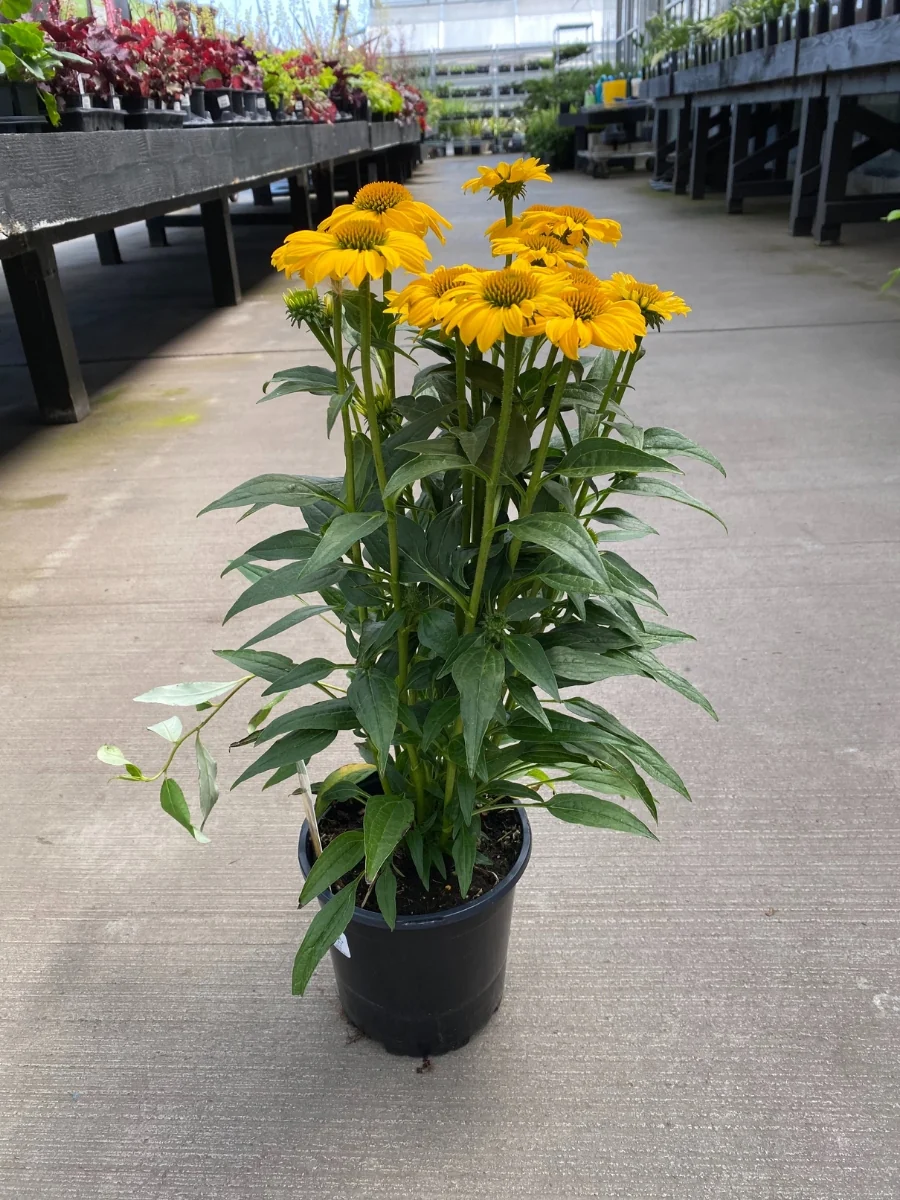 Echinacea Sombrero® 'Summer Solstice' 1G - Image 3