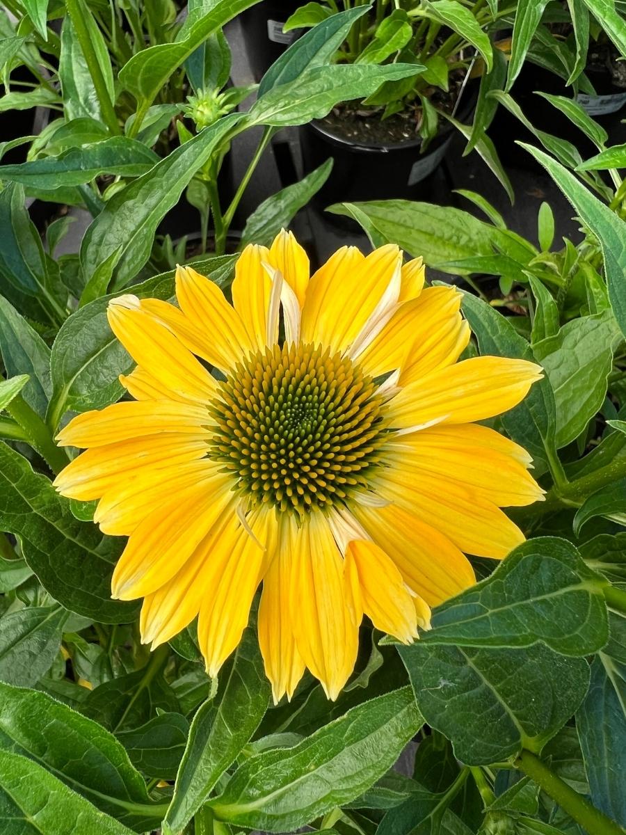 Echinacea Sombrero® 'Summer Solstice' 1G - Image 4