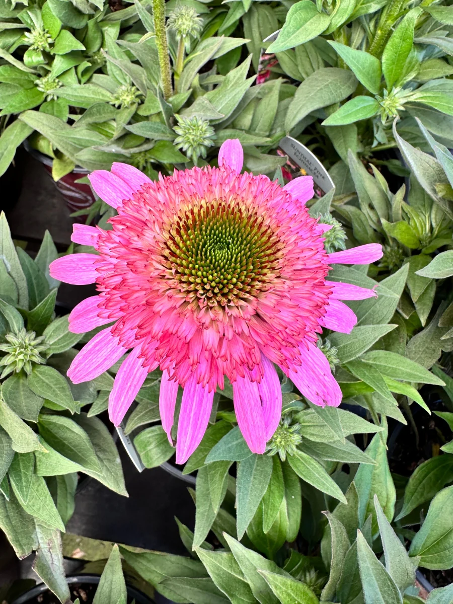 Echinacea Sundial™ 'Pink' 1G - Image 2
