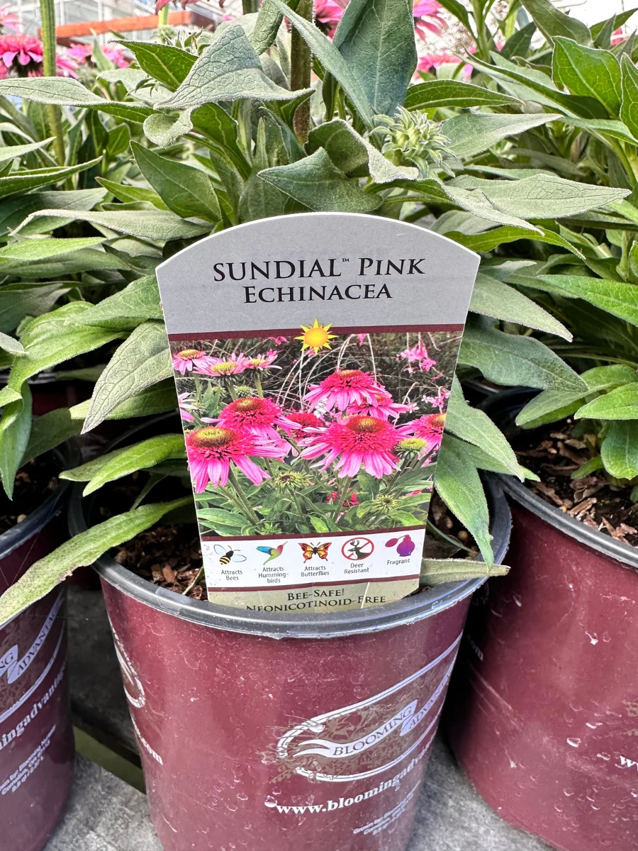 Echinacea Sundial™ 'Pink' 1G - Image 3