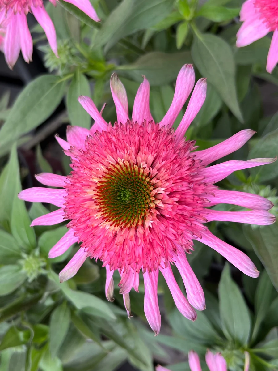 Echinacea Sundial™ 'Pink' 1G - Image 4